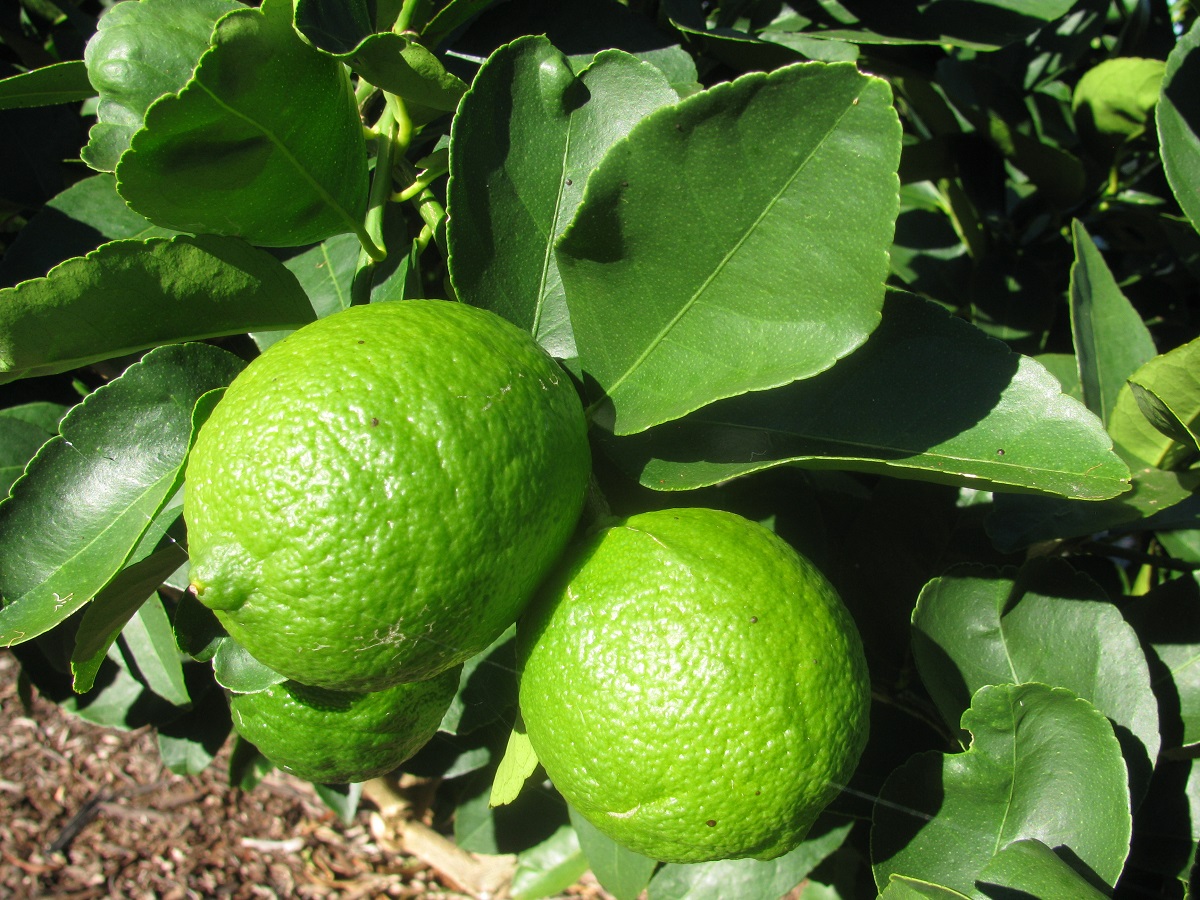 الليمون البنزهير Lime وتعرف على 13 فائدة صحية لإستخدامه 1