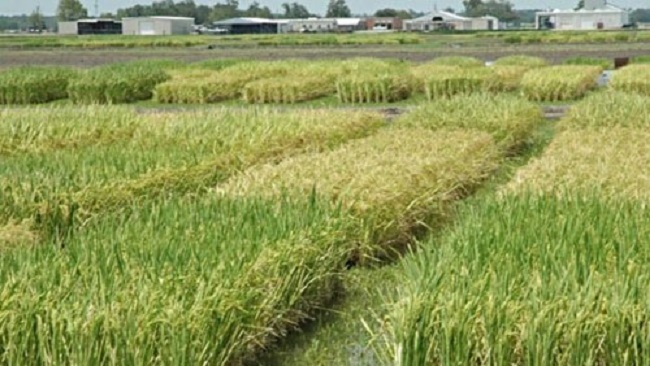 وزارة الزراعة تعلن خفض مساحات الأرز من بنسبة 32% لترشيد إستهلاك المياه