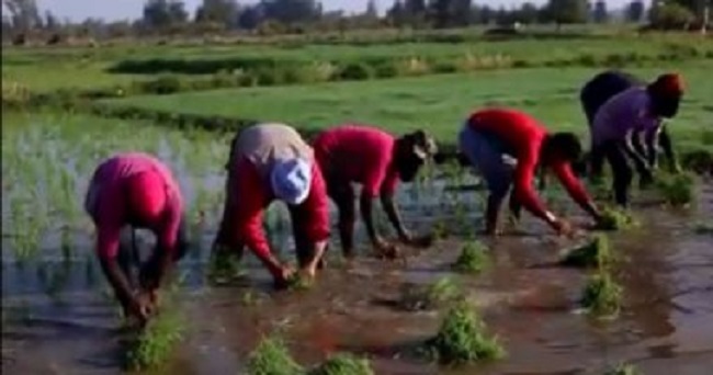 وزارة الري تعلن عن 16 محافظة ممنوعة من زراعة الأرز