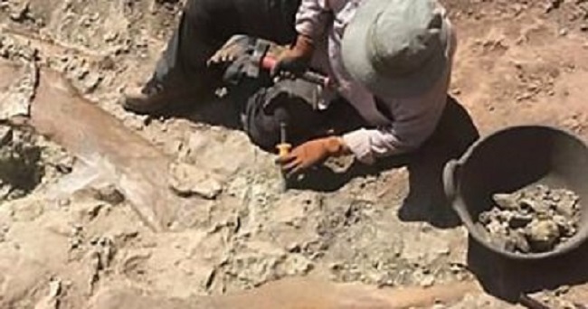إكتشاف حفرية ديناصور في الصحراء الغربية ترجع للعصر الطباشيري منذ 80 مليون سنة بوزن 5,5 طن