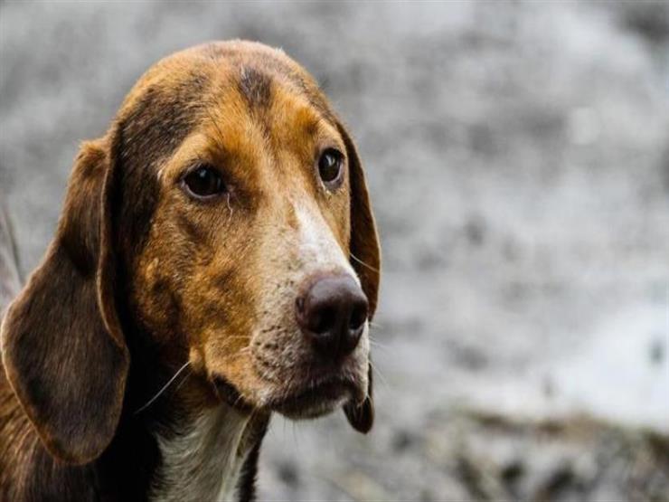 كلب يقتل صاحبه بالرصاص بعد إصطحابه في رحلة صيد