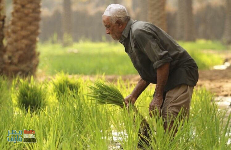 لأول مرة زراعة 50 ألف فدان من “الأرز” بالمياه المالحة
