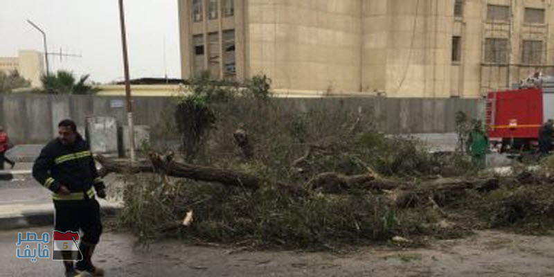 سوء الأحوال الجوية يؤدي إلى سقوط شجرة ضخمة يتسبب في غلق الطريق من الجانبين بالقاهرة.. فيديو وصور