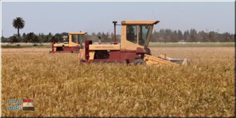 الزراعة تكشف عن قرارات جديدة وفورية لتأمين القمح للعام الجاري