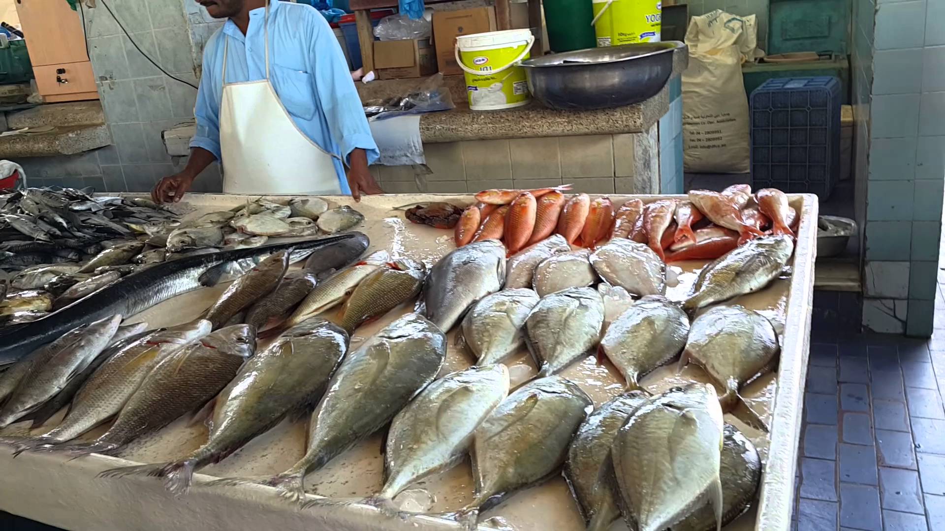 بالفيديو| أسعار السمك في السوق وكيفية التعرف على الأنواع الجيدة