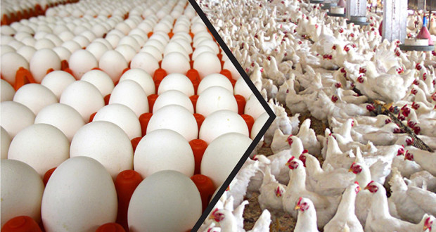 تراجع أسعار البيض خلال تعاملات اليوم في السوق المصرية.. تعرف على أسعار الدواجن الآن