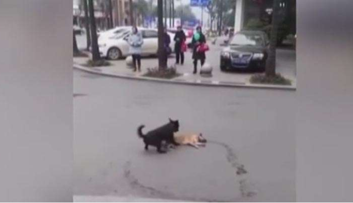 بالفيديو : مشهد مؤثر لتصرف كلب تجاه كلب آخر صدمته سيارة