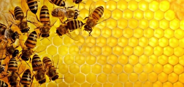 مصر في طريقها إلى العالمية في إنتاج عسل النحل