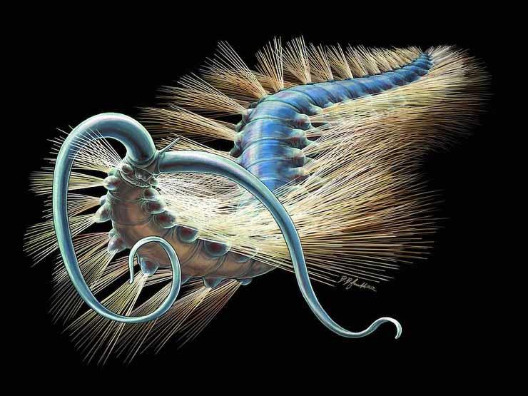 مخلوق بحري غريب يظهر على شواطيء استراليا يثير حيرة العلماء 8