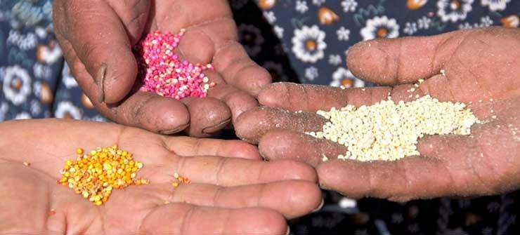 أهم المعلومات عن محصول حبوب “الكينوا” بديل القمح الذي يتحمل الجفاف وذو عائد مرتفع