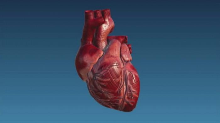 لأول مرة إنتاج عضلة قلب بشرية كاملة باستخدام خلايا جذعية