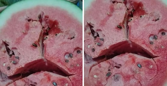 الكشف عن حقيقة البطيخ المحقون والمسبب لمرض السرطان