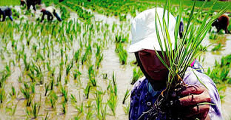 الري تكشف حقيقة علاقة سد النهضة بتقليل مساحة زراعة الأرز