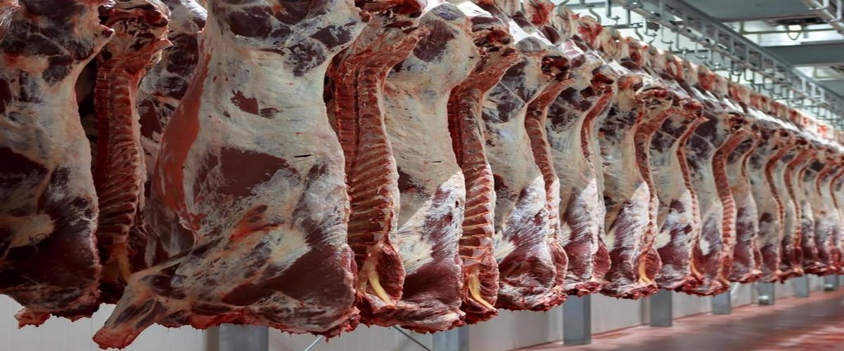بالأرقام| القابضة للغذاء تزف بشرى سارة للمصريين تزامناً مع العيد: « سعر اللحوم أقل من العام الماضي»