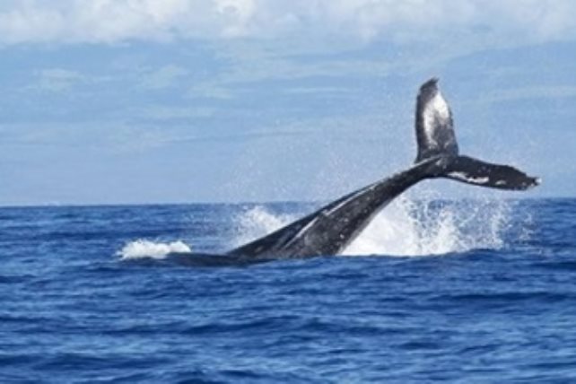 وزارة البيئة ترصد أكبر الكائنات البحرية بالعالم في البحر الأحمر