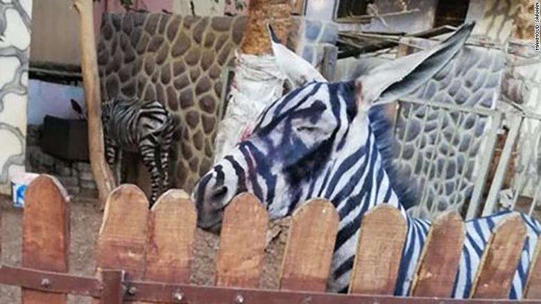 بالصور| حمار وحشي "مزيف" بحديقة الحيوان بالقاهرة يثير اهتمام الصحف العالمية 6