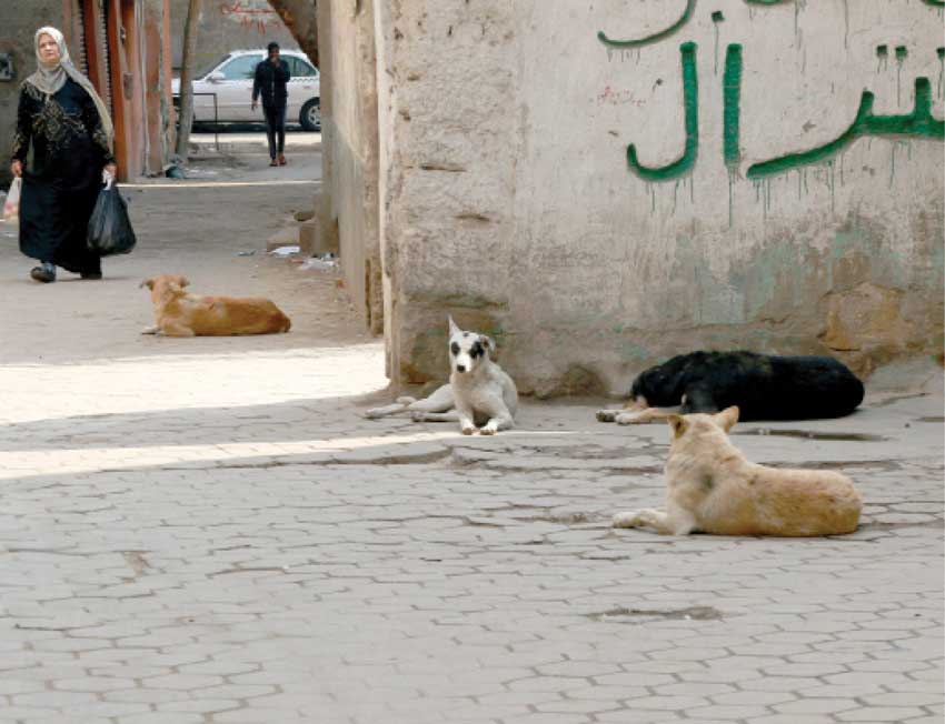 “حرق الكلاب وهي حية”.. واقعة تثير الجدل في منطقة شبرا وسط ذهول المواطنين