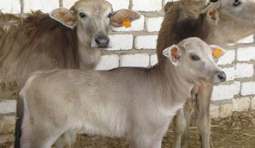 «زيه زي المواطن»: الزراعة تُعلن رسميًا عن استخراج بطاقة للحيوان.. وقرار هام لمُربي الماشية وحظر البيع في الأسواق إلا من خلالها