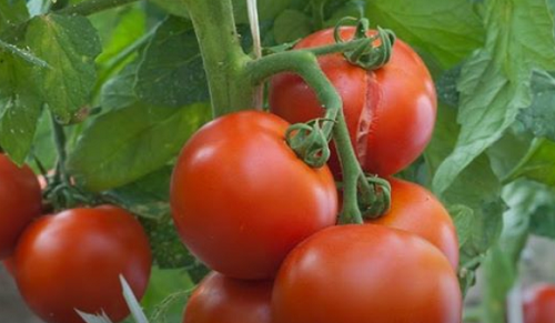 عاجل| “الزراعة”: طماطم وادي النطرون والنوبارية مصابة بمرض فيروسي ليس له علاج.. وبيان هام للمواطنين (فيديو)