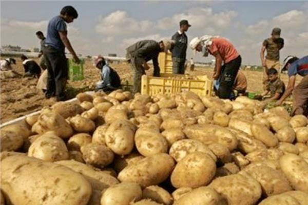 الحكومة المصرية تطرح كميات من البطاطس بسعر مخفض لمواجهة ارتفاع سعرها