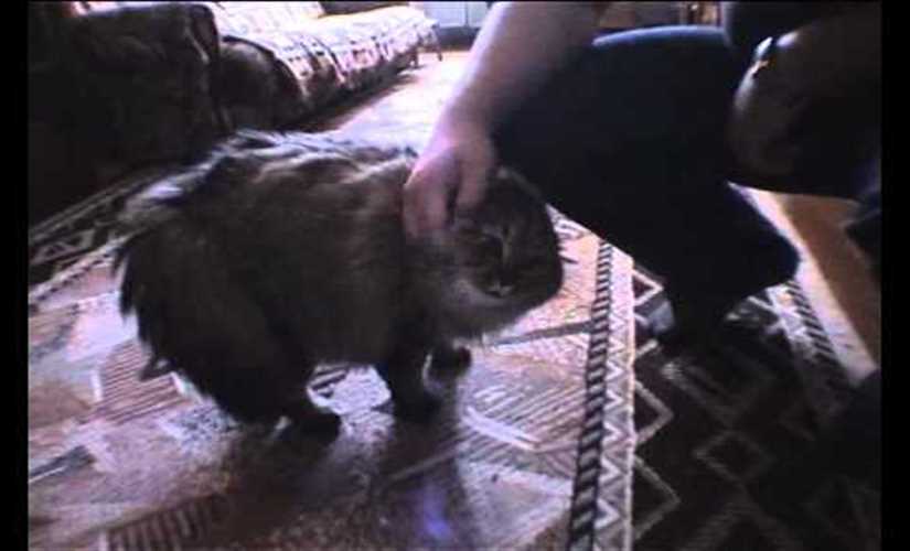 موت القطة السيبيرية الشهيرة التي كانت تتحدث الإنجليزية – فيديو-