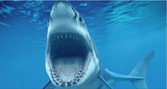 عاجل| تحذير خطير للمواطنين: أسماك القرش تغزو هذه المنطقة