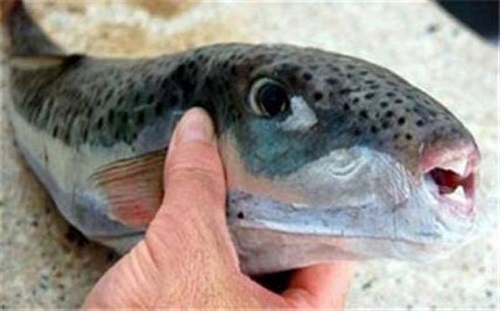 احذر سمكة خطيرة منتشرة في السوق المصري تُنهي حياة المواطنين.. وأول رد فعل من البرلمان.. صور 3