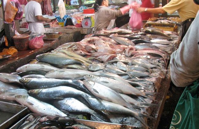 أسعار السمك اليوم السبت 25 -1- 2020