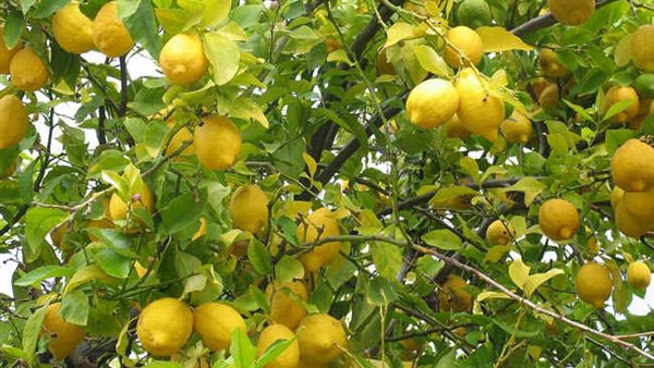 هبوط جديد في سعر الليمون اليوم.. وأمين الفلاحين يكشف أسباب ارتفاع السعر