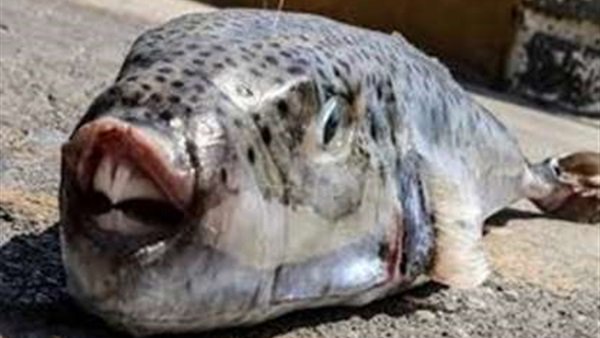 احذر سمكة خطيرة منتشرة في السوق المصري تُنهي حياة المواطنين.. وأول رد فعل من البرلمان.. صور 2