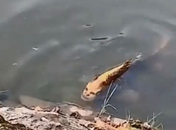 "بالصور" سمكة مرعبة رأسها رأس إنسان وذيلها ذيل سمكة تثير ذعر المواطنين وتداول الفيديو بشكل على نطاق واسع بين النشطاء 8