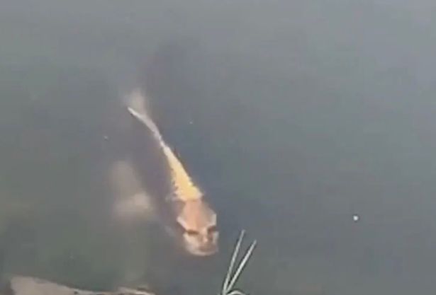 "بالصور" سمكة مرعبة رأسها رأس إنسان وذيلها ذيل سمكة تثير ذعر المواطنين وتداول الفيديو بشكل على نطاق واسع بين النشطاء 9