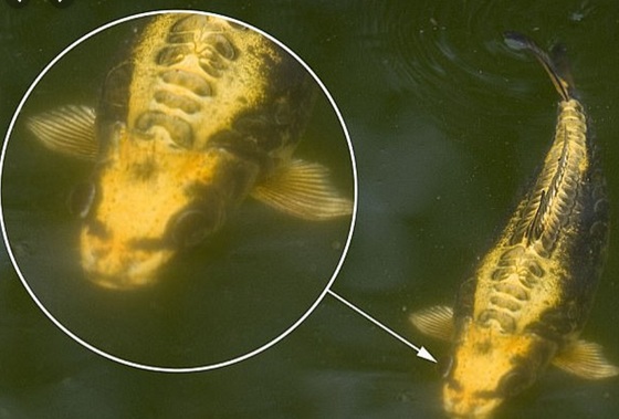 “بالصور” سمكة مرعبة رأسها رأس إنسان وذيلها ذيل سمكة تثير ذعر المواطنين وتداول الفيديو بشكل على نطاق واسع بين النشطاء
