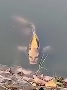 "بالصور" سمكة مرعبة رأسها رأس إنسان وذيلها ذيل سمكة تثير ذعر المواطنين وتداول الفيديو بشكل على نطاق واسع بين النشطاء 11