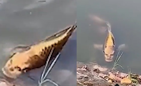 "بالصور" سمكة مرعبة رأسها رأس إنسان وذيلها ذيل سمكة تثير ذعر المواطنين وتداول الفيديو بشكل على نطاق واسع بين النشطاء 12