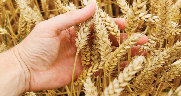 مصر تحتل المركز الخامس عالميا في مستوى إنتاجية وحدة القمح المنزرعة
