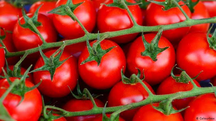 نقيب الفلاحين يُحذر الجميع من ارتفاع قوي في أسعار الطماطم خلال الفترة القادمة ويوضح الأسباب 2