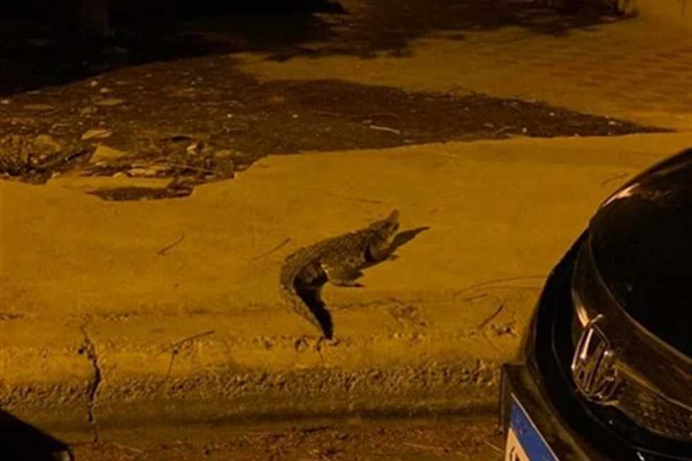 بالصور| تمساح يسير في شوارع السادس من أكتوبر وسط رعب وخوف الأهالي.. وتحرك عاجل من الحكومة 1
