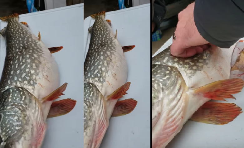 بالصور والفيديو| صياح وضحك الصيادين بعد العثور على شيء حي داخل سمكة كبيرة.. فما هو؟