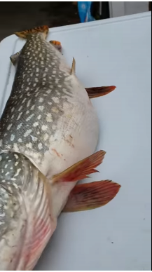 بالصور والفيديو| صياح وضحك الصيادين بعد العثور على شيء حي داخل سمكة كبيرة.. فما هو؟ 1