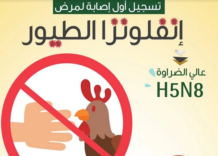 انفلونزا الطيور في السعودية وفيروس “H5N8” عالي الضراوة يدق أبواب الرياض والمملكة تعلن الطوارئ والزراعة المصرية توضح موقف مصر