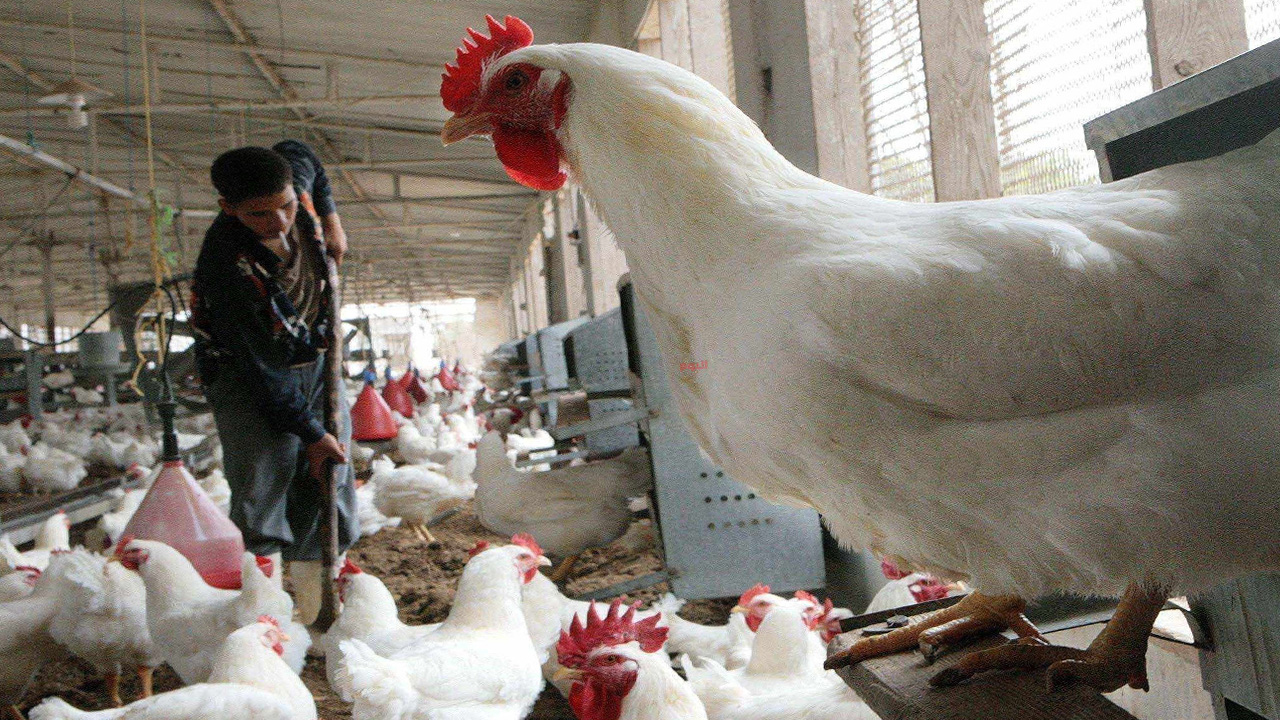 انفلونزا الطيور في السعودية وفيروس "H5N8" عالي الضراوة يدق أبواب الرياض والمملكة تعلن الطوارئ والزراعة المصرية توضح موقف مصر 7