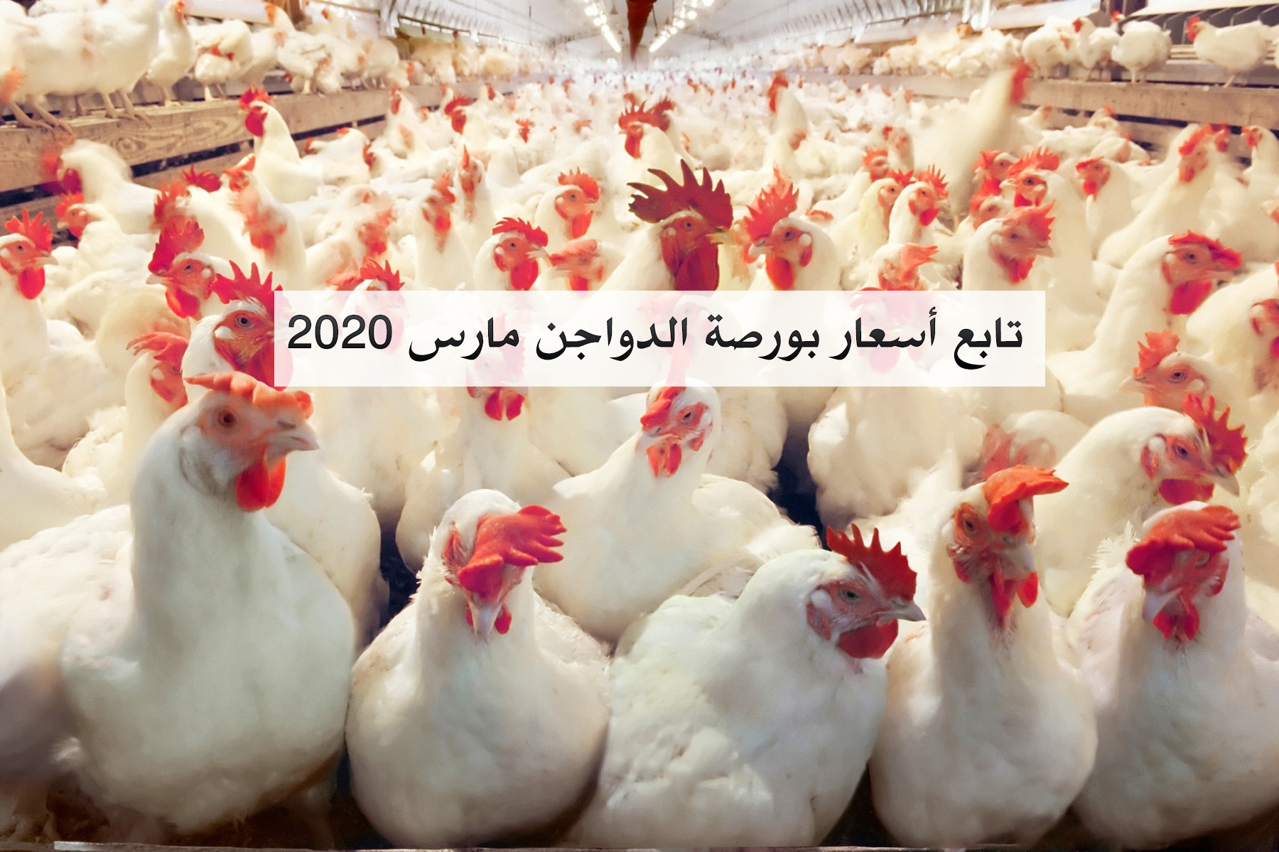 أسعار بورصة الدواجن اليوم الاثنين 2 مارس 2020 في مصر