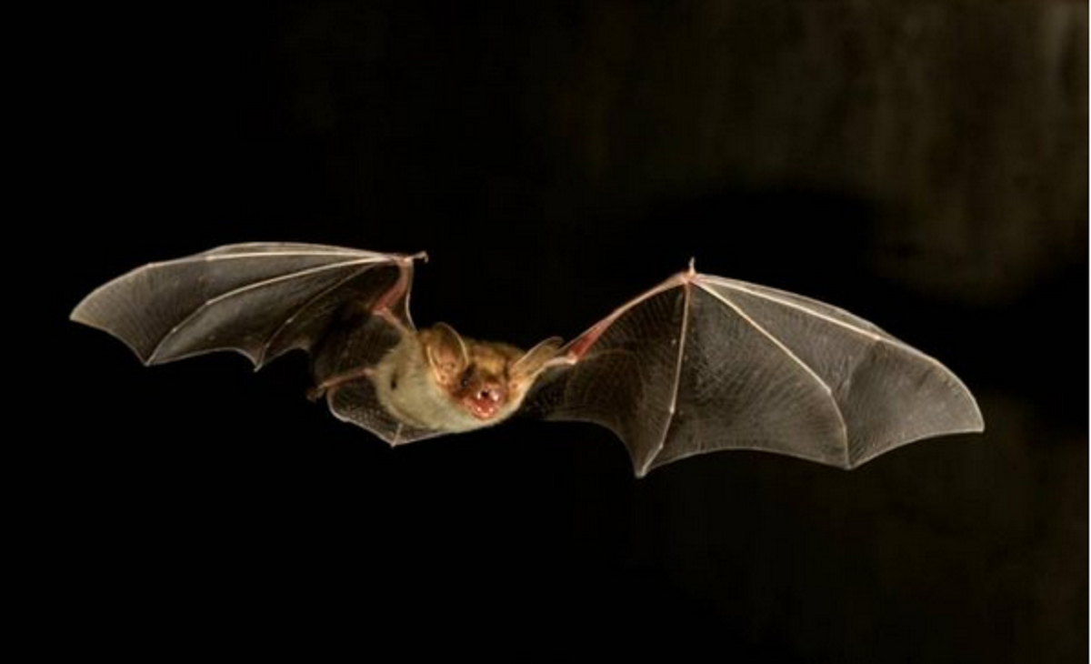 عودة الخفافيش الكبيرة من جديد في سمالوط وظهورها بالمئات وسط استغاثات المواطنين.. فيديو