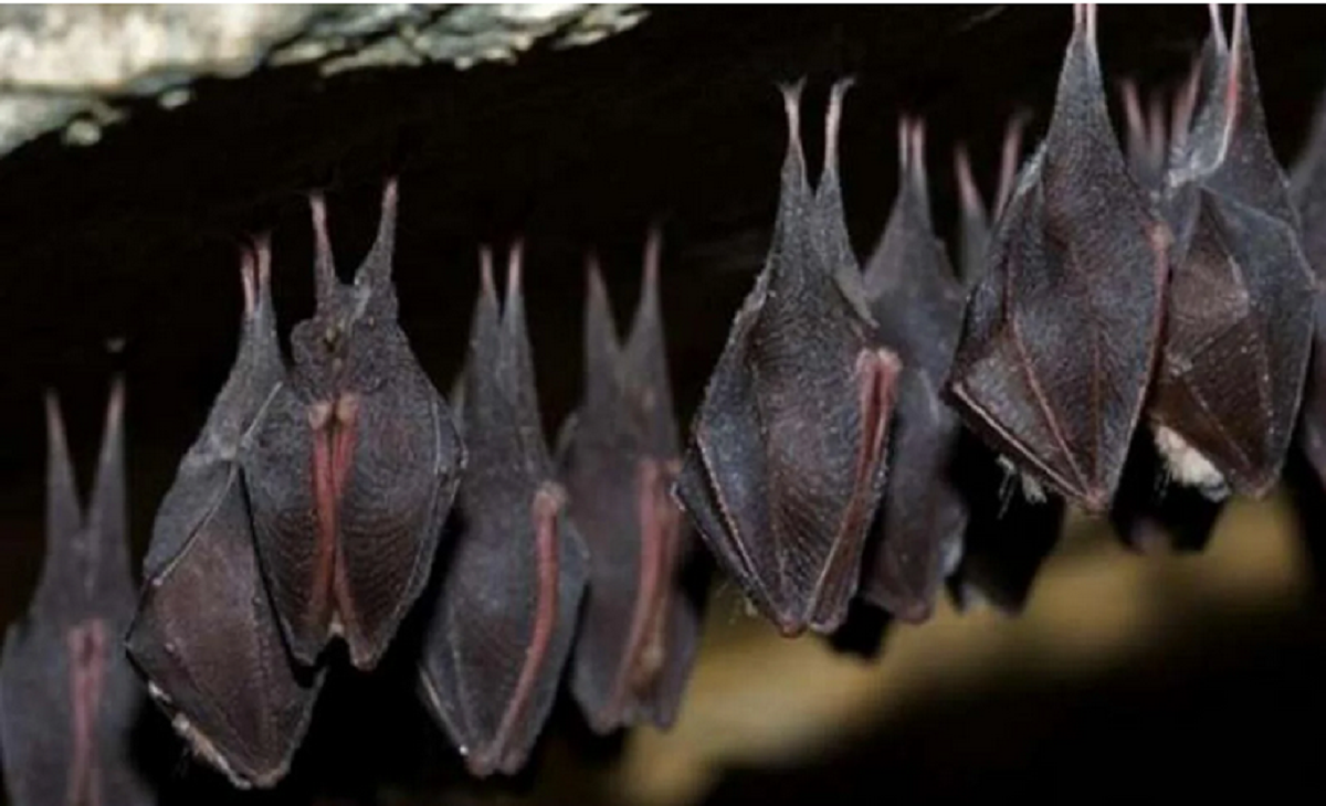 عودة الخفافيش الكبيرة من جديد في سمالوط وظهورها بالآلاف وسط ذعر المواطنين.. فيديو
