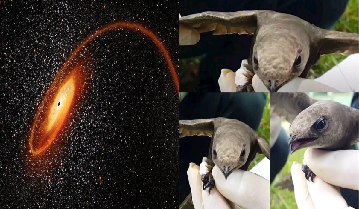 "بالفيدو والصور" ظهور طائر أبابيل بالجزائر للمرة الثانية ووضعه تحت الحماية واكتشاف ثقب أسود قريب من الأرض 2