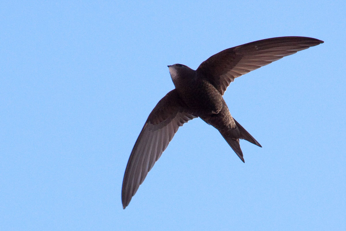 شاهد طير الأبابيل الذي تم العثور عليه بالجزائر أمس والفيديو يحقق انتشارًا واسعًا