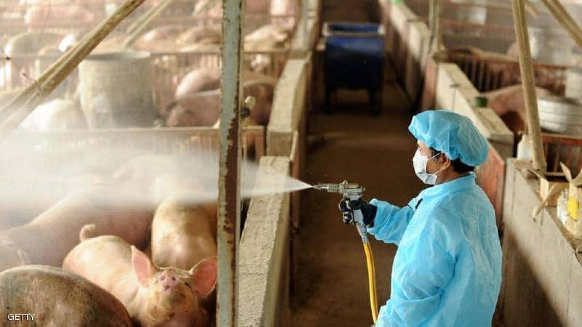 باحثون صينيون يحذرون من فيروس جديد في الخنازير قد يتحول لجائحة بين البشر