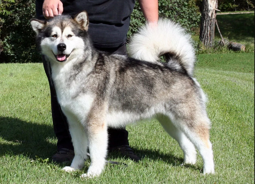 4- فصيلة كلاب كلب الإسكيمو الكندي بسعر  7.2 ألف دولار 