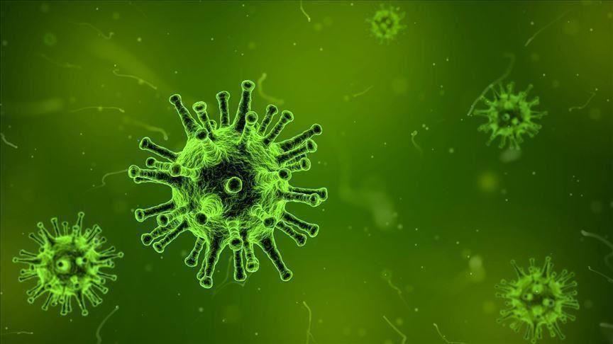 وزير التعليم العالي يُعلن تطوير 4 لقاحات لعلاج فيروس كورونا